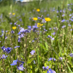 Green Schools Committee Wildflowers