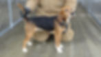 ree