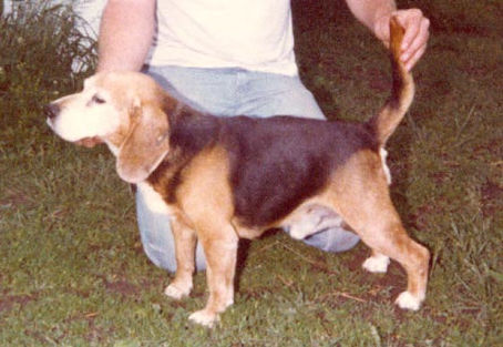 Story of Little Rowdy VI