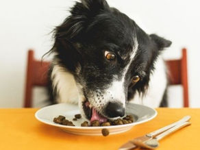 Dog Food Market: Trends, Growth, and What Pet Owners Need to Know
