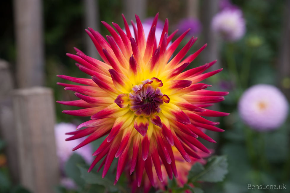 Flowers (21 of 21).jpg