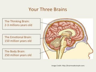Getting To Know Your Three Brains Part 1