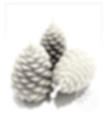 small beeswax pinecone candles