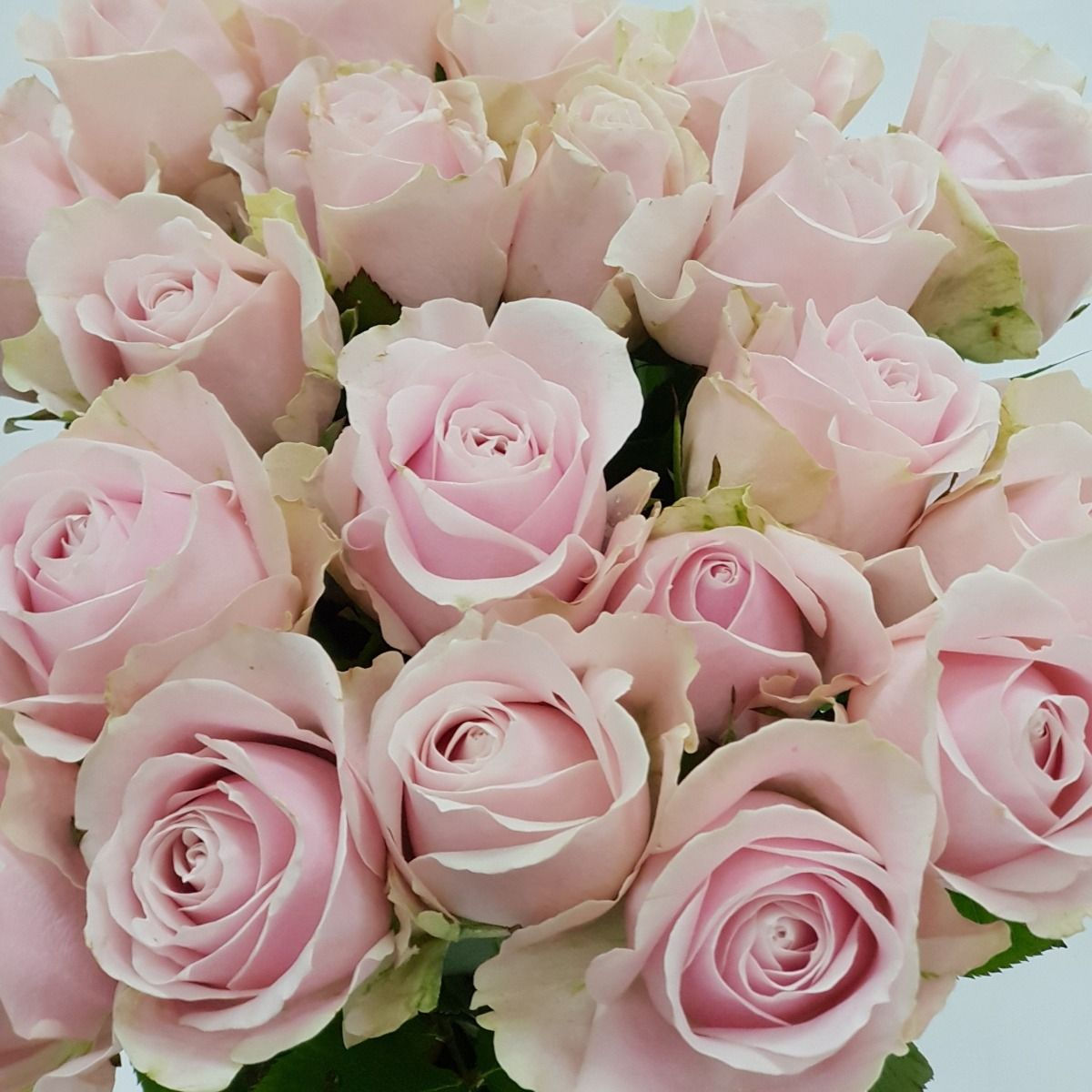 Musk rose scented melts