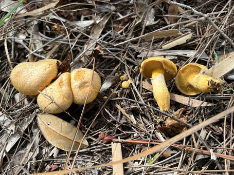 Booted Suillus - Suillus cothurnatus