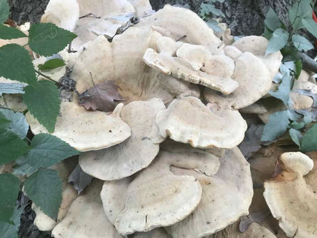 Berkeley's Polypore - Bondarzewia berkeleyi