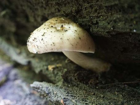 Pluteus