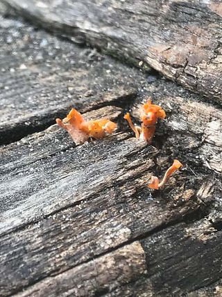 Dacryopinax spathularia