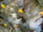 Mitrula elegans
