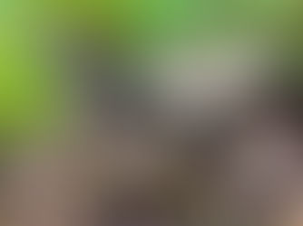 American Platterful Mushroom - Megacollybia rodmanii