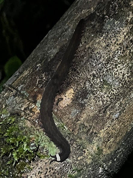 A velvet worm (Onychophora). A basal lineage of invertebrates.