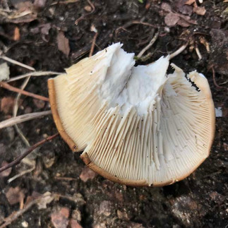 Pleurotus ostreatus