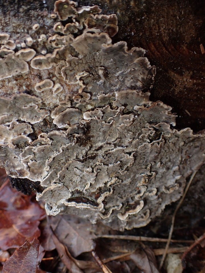 Bleeding Conifer Crust (Stereum sanguinolentum)