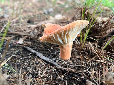 Hygrophorus Milk Cap - Lactifluus hygrophoroides
