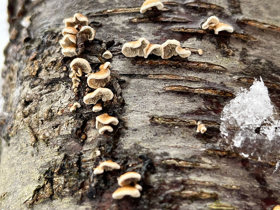 Chondrostereum purpureum