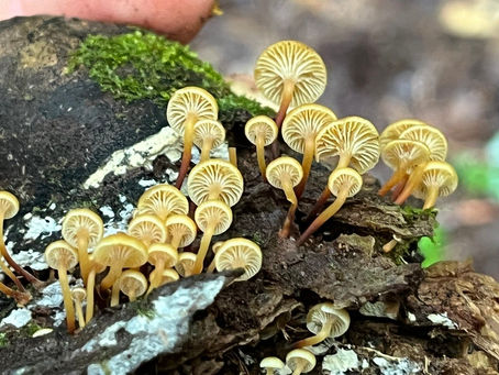 Mycofest 2023