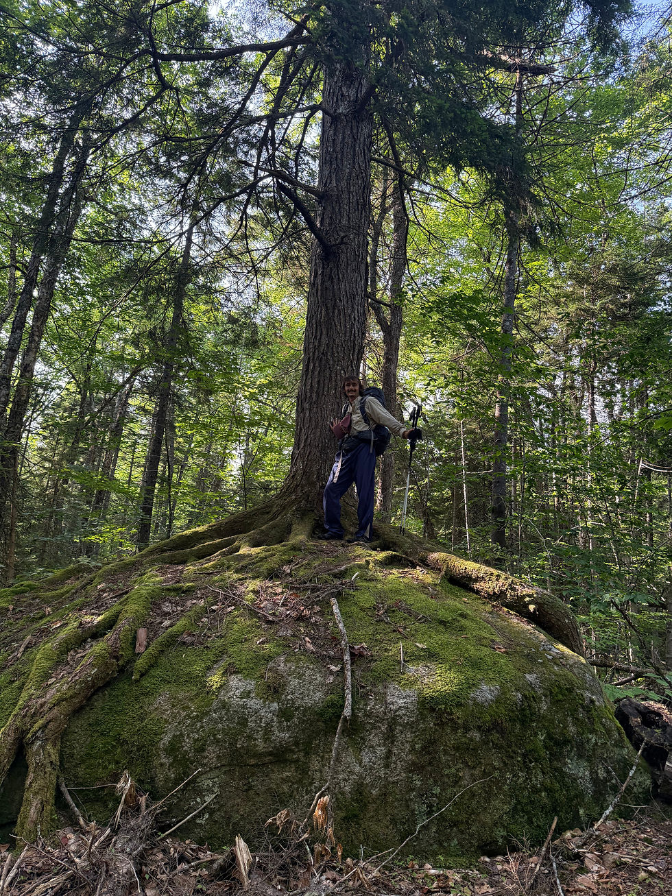 Large hemlock on a rock.