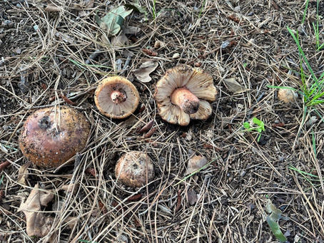 Sandy Shrimp (?) - Russula ventricosipes