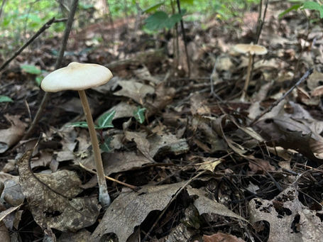 Entoloma strictius - Straight Stalked Entoloma