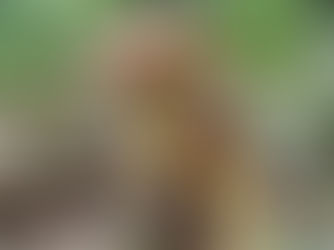 The Veiled Oyster (Pleurotus dryinus)