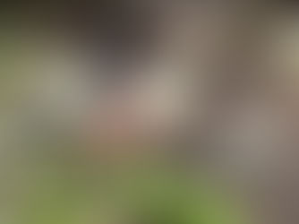 Dingy Twiglet (Simocybe centunculus)