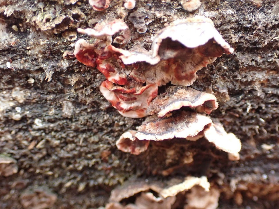 Bleeding Conifer Crust (Stereum sanguinolentum)
