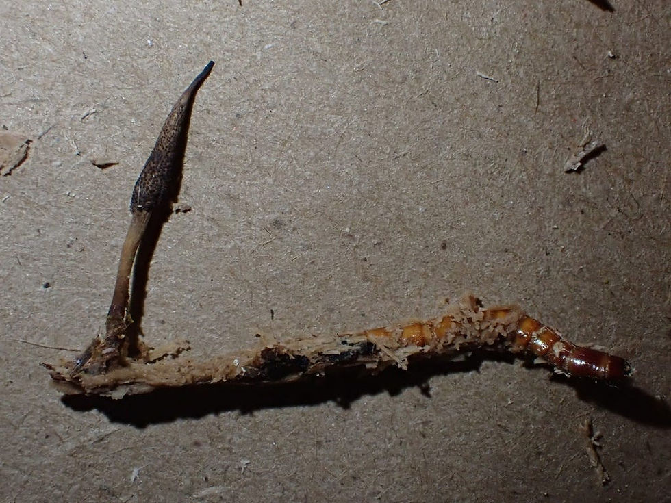 The most excavation I could do without detaching the fungus from the host.