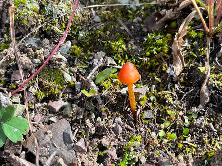 Witch's Hat - Hygrocybe conica