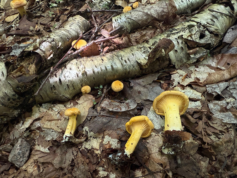 There were a few patches of chanterelles along the trail — each time they seemed to be growing with yellow birch (Betula alleghaniensis). Definitely a welcome addition to our freeze-dried dinners.