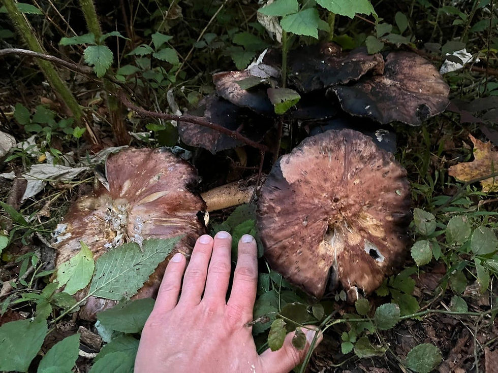 Stropharia Rugosoannulata
