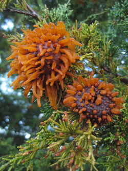 Orange spore horns, photo courtesy of David D. Taylor