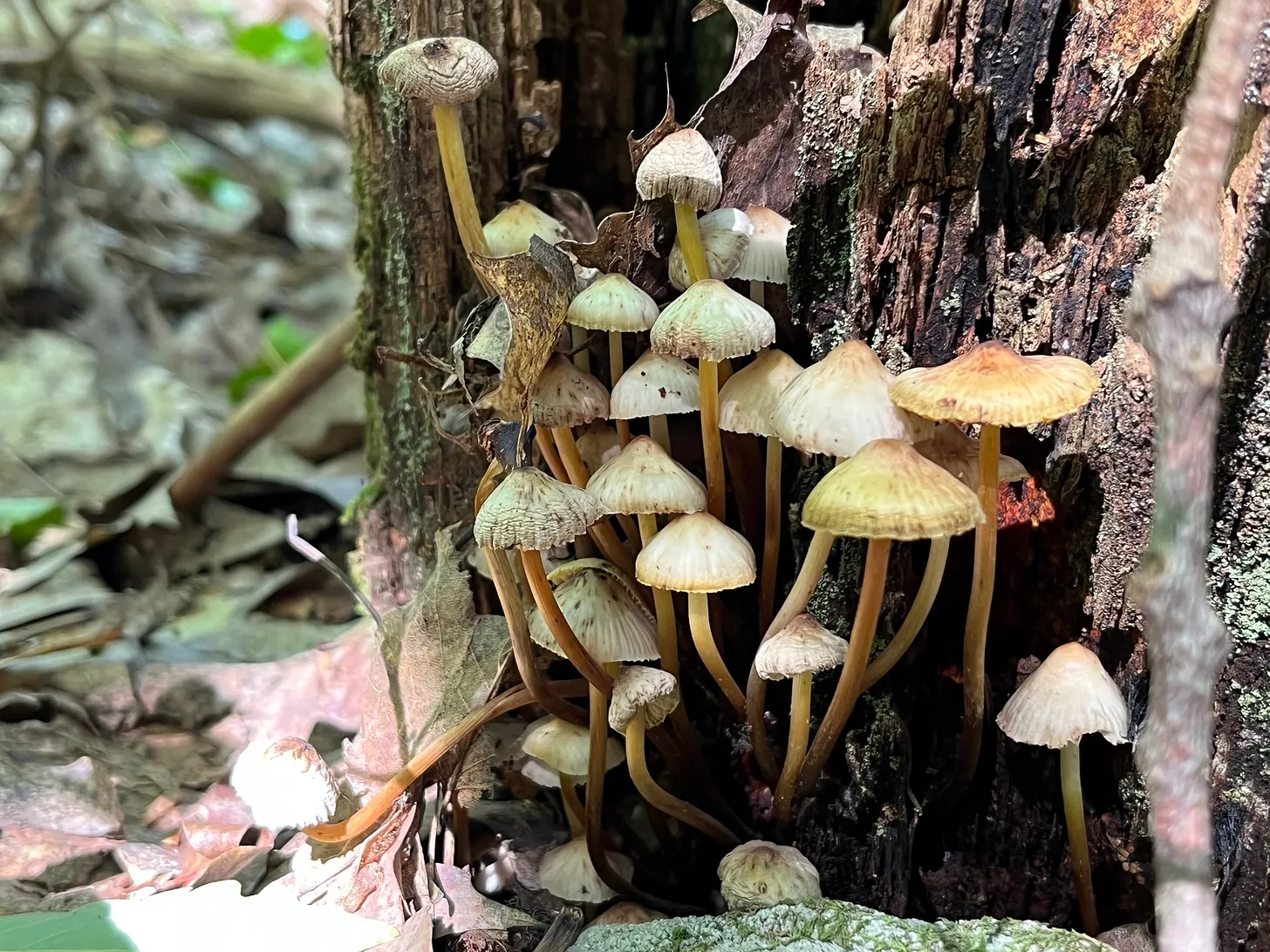 The clustered bonnet (Mycena inclinata) growing on dead oak.