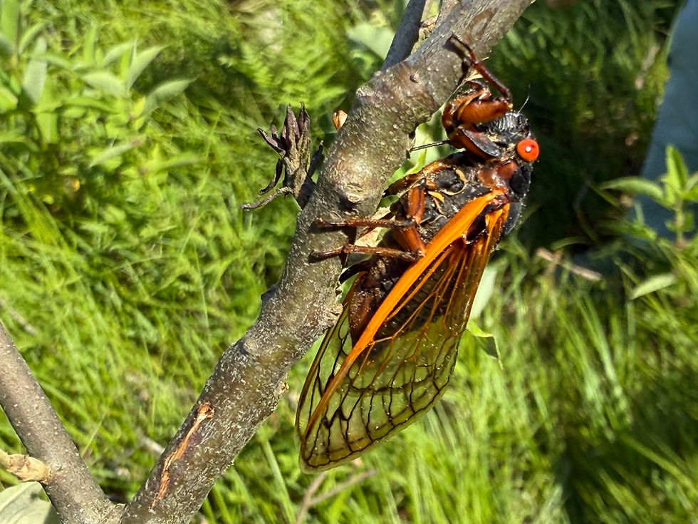 Notice the ovipositor on the lower part of the abdomen is inserted in the branch as this cicada lays her eggs in the living oak tree. Notice the scar on the bottom left of the branch left from another cicada laying eggs.