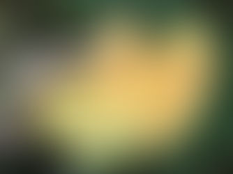 Chicken of the Woods - Laetiporus sulphureous