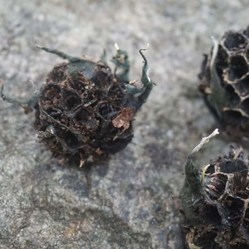 Xylaria liquidambaris