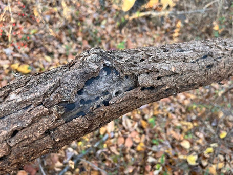 Drought fungi and Cheetah Spots (Whalleya microplaca)