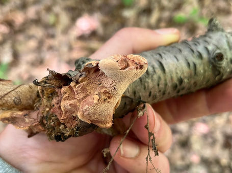Tender Nesting Polypore/Cinnamon Bracket - Hapalopilus rutilans