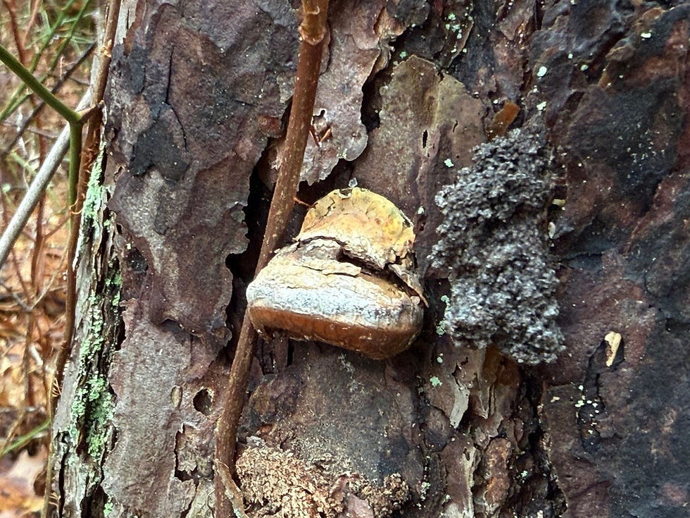 This mushroom is old and weathered at this point, presumably fruiting in the fall, but David Arora describes the shape and color of the fresh fruiting bodies as a “small loaf of bread”.