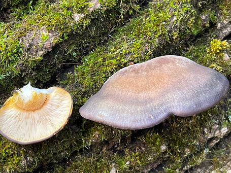 Late Autumn Oyster - Sarcomyxa serotina