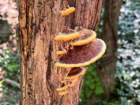Mustard Yellow Polypore - Fuscoporia gilva