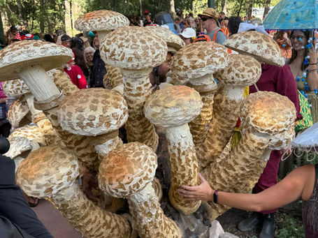 The 45th Annual Telluride Mushroom Festival - Part One of A Journey West