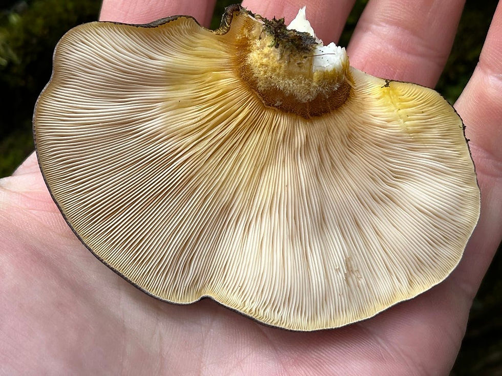 Sarcomyxa serotina