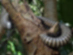 We saw these all over the island. They live in trees and are only found in Puerto Rico and the lower Antilles. I recently learned that millipedes are herbivores and centipedes are carnivores.