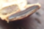 The bisection of a peridiole is kind of like a chocolate croissant with the lighter, puff-pastry colored walls encasing the chocolatey brown strip of spore matter in the middle.