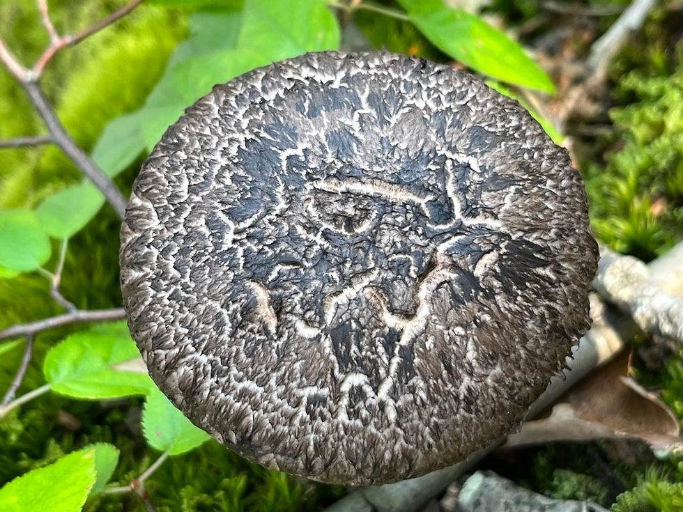 Strobilomyces