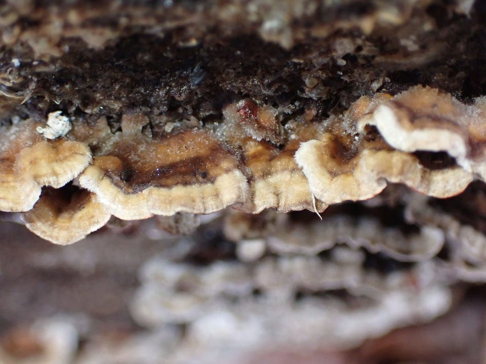 Bleeding Conifer Crust (Stereum sanguinolentum)