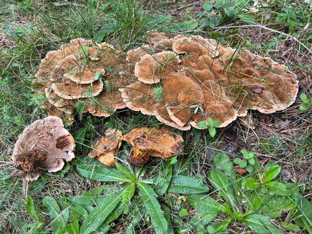 Wooly Velvet Polypore - Onnia tomentosa