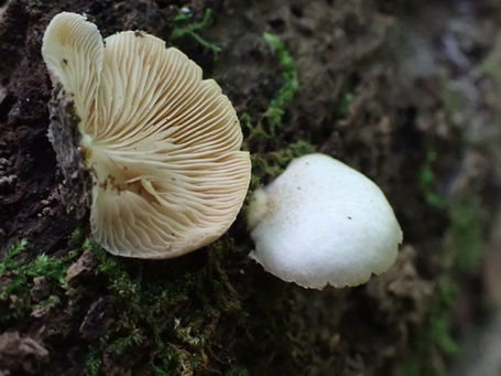Flat Crep (Crepidotus applanatus)