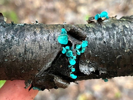 Emerald Elfcups - Chlorociboria spp.