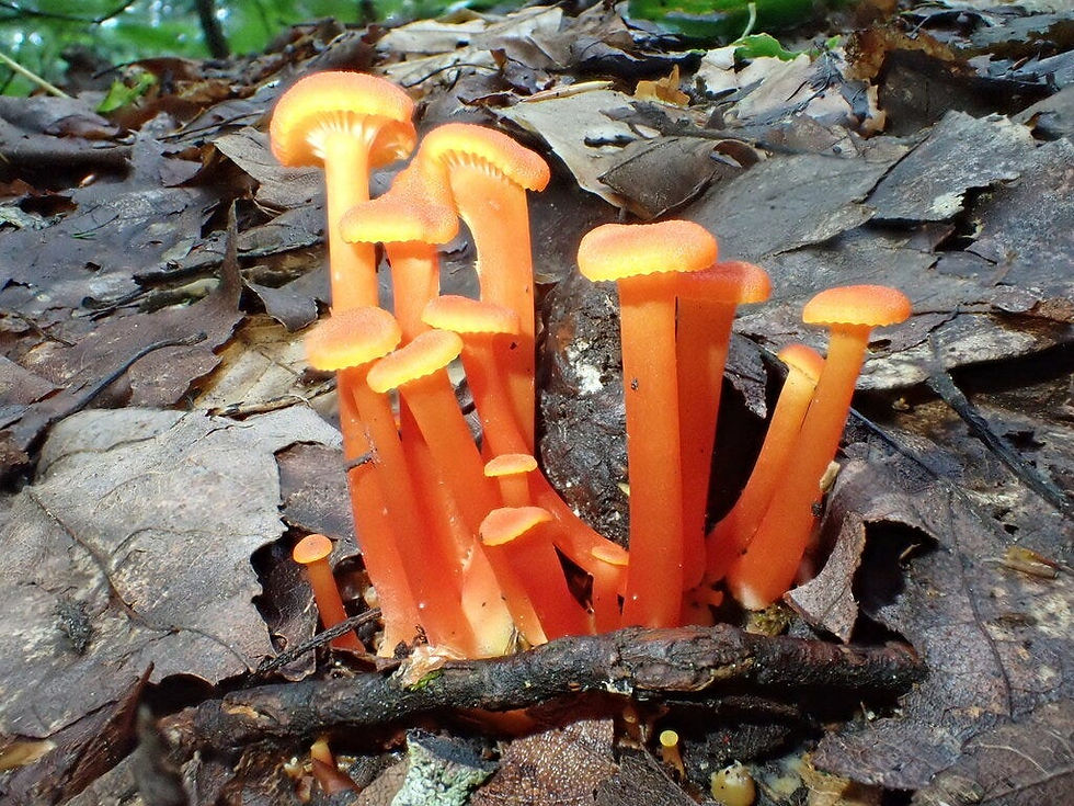 The goblet waxcap (Hygrocybe cantharellus).